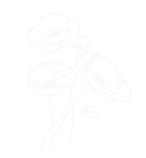 amapola