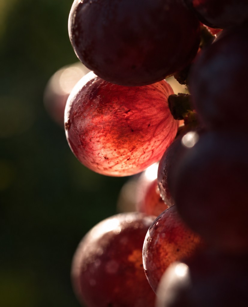 garnacha-marekting-bodegas